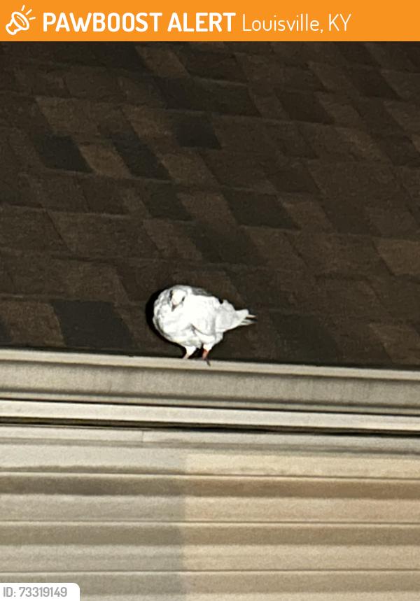 Found/Stray Unknown Bird last seen Eli Dr 40291 Louisville Ky, Louisville, KY 40291