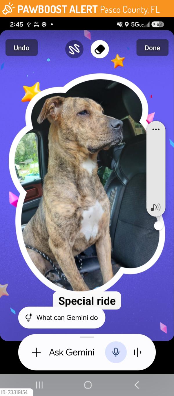 Found/Stray Female Dog last seen Bolton Ave Little Rd, Pasco County, FL 34667