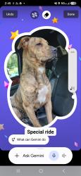 Found/Stray Female Dog last seen Bolton Ave Little Rd, Pasco County, FL 34667