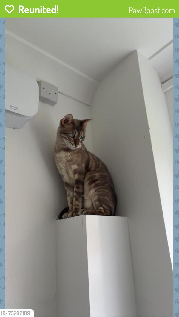 Reunited Male Cat last seen Brunswick Street, Cheshire East, England 