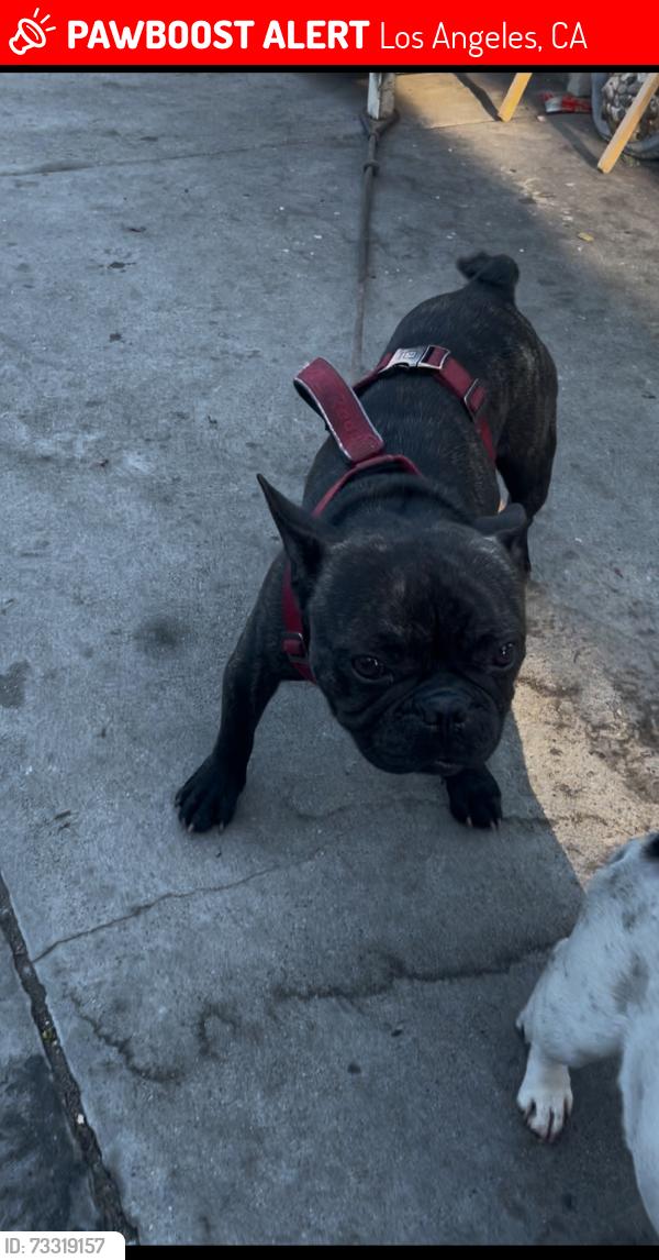 Lost Male Dog last seen Coming out my alley, Los Angeles, CA 90002