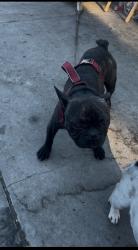 Lost Male Dog last seen Coming out my alley, Los Angeles, CA 90002