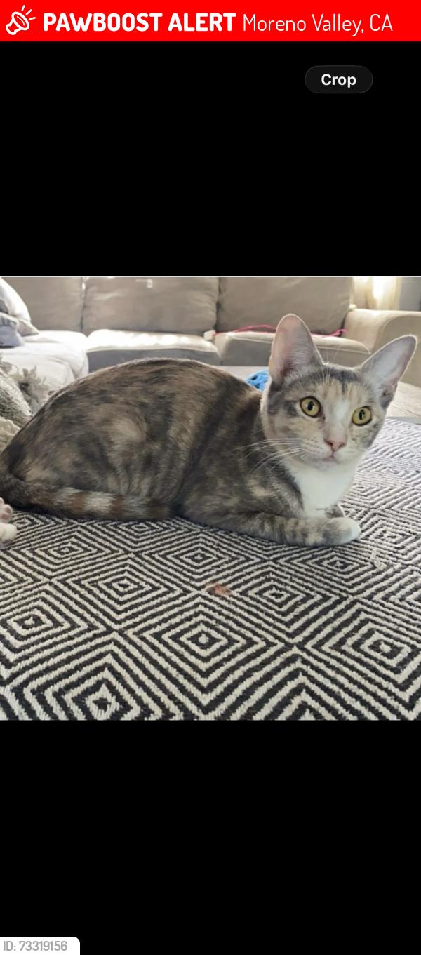 Lost Female Cat last seen Iris ave - patata, Moreno Valley, CA 92551