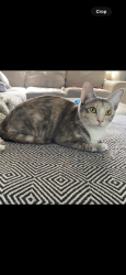 Lost Female Cat last seen Iris ave - patata, Moreno Valley, CA 92551