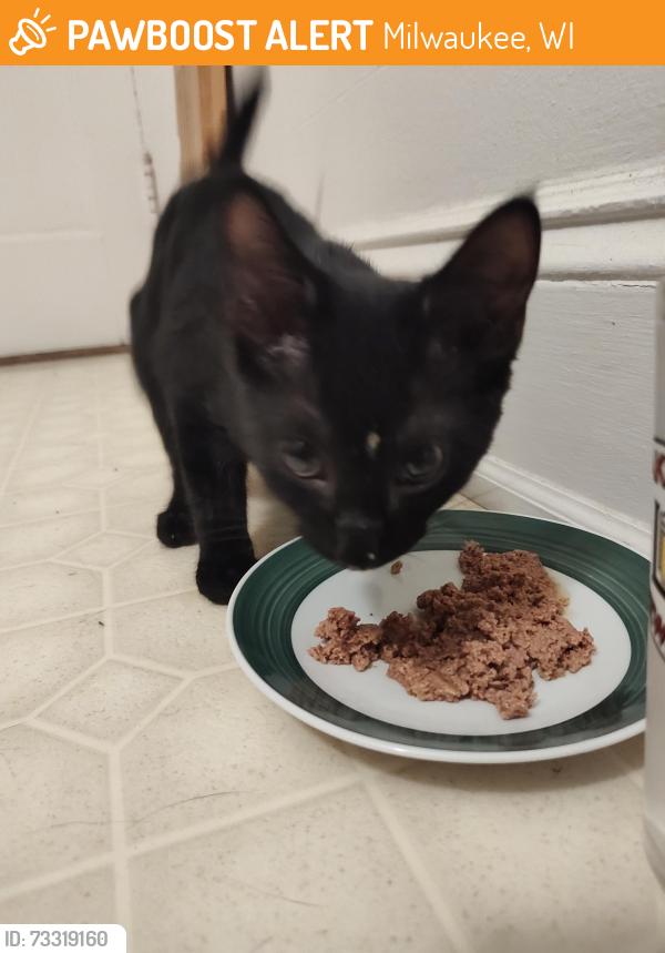 Found/Stray Unknown Cat last seen Astor Hotel, Milwaukee, WI 53202