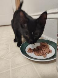 Found/Stray Unknown Cat last seen Astor Hotel, Milwaukee, WI 53202