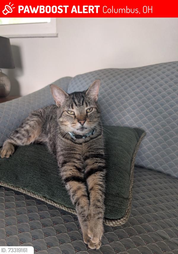 Lost Male Cat last seen Ambleside & Burnley, Columbus, OH 43229