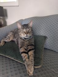 Lost Male Cat last seen Ambleside & Burnley, Columbus, OH 43229