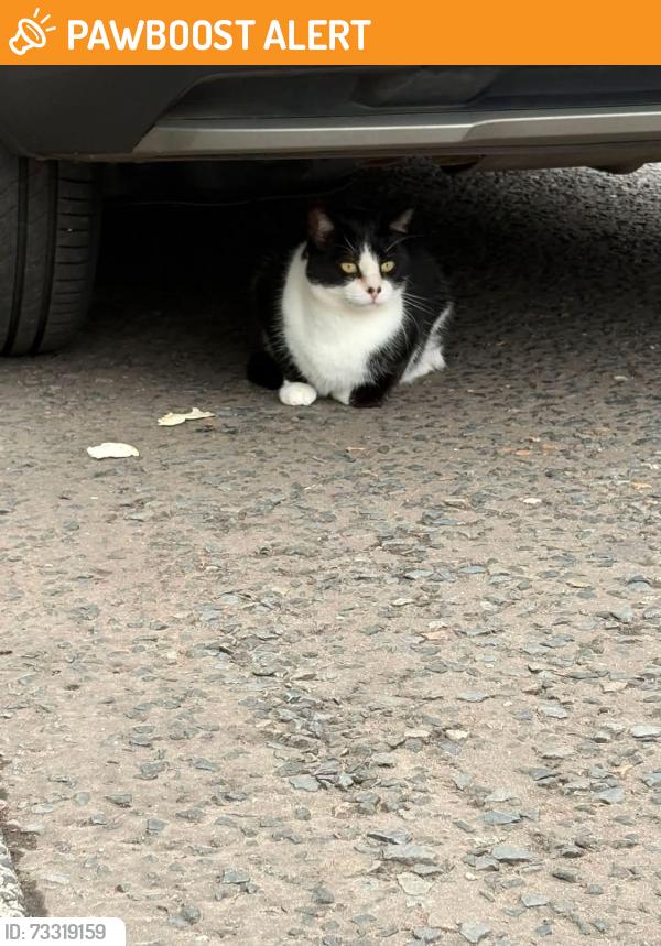 Found/Stray Unknown Cat last seen In Diamond Gardens near finaghy train station, Finaghy, Northern Ireland 