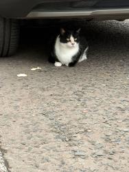 Found/Stray Unknown Cat last seen In Diamond Gardens near finaghy train station, Finaghy, Northern Ireland 