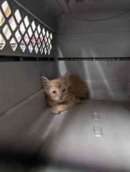 Shelter Stray Male Cat last seen Near BLOCK OILDALE DR, BAKERSFIELD CA 93308, 3951 Fruitvale Ave, Bakersfield, CA 93308, USA