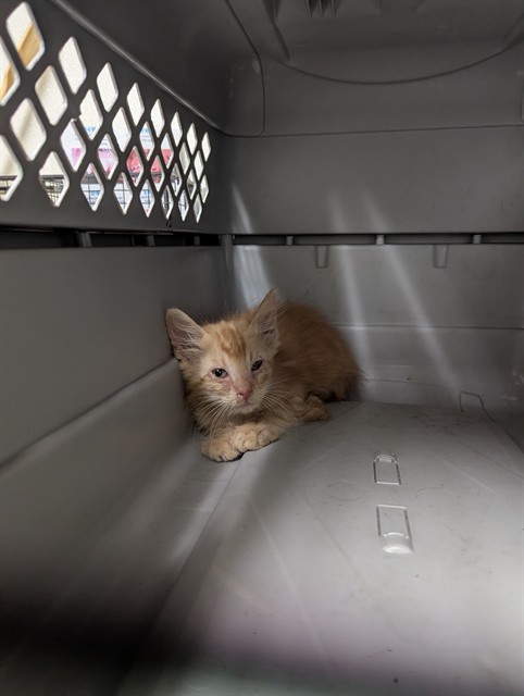 Shelter Stray Male Cat last seen Near BLOCK OILDALE DR, BAKERSFIELD CA 93308, 3951 Fruitvale Ave, Bakersfield, CA 93308, USA
