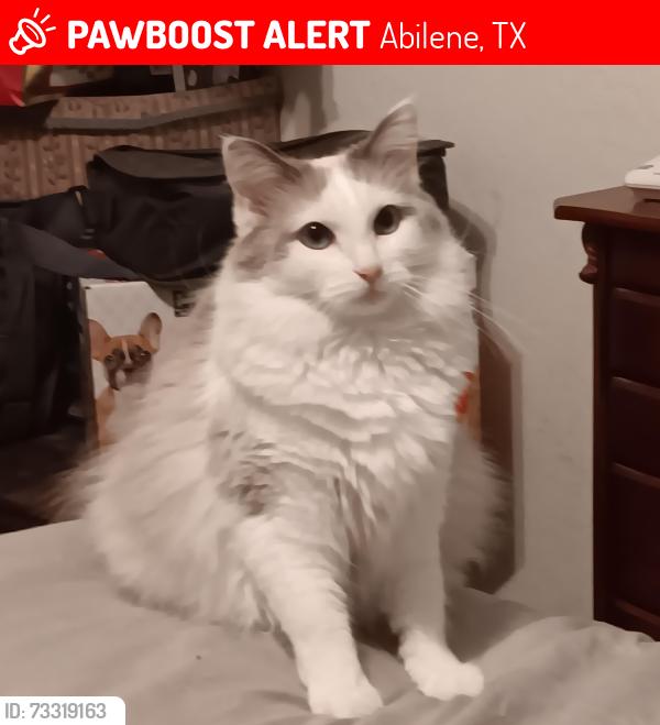 Lost Female Cat last seen Mesquite Square apmts on North Judge Ely Blvd., Abilene, TX, Abilene, TX 79601