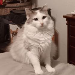 Lost Female Cat last seen Mesquite Square apmts on North Judge Ely Blvd., Abilene, TX, Abilene, TX 79601