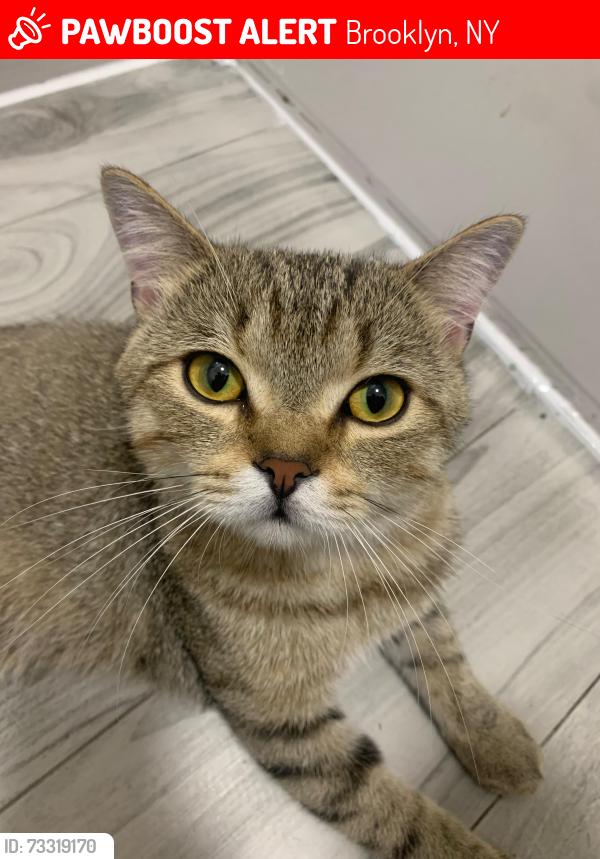 Lost Male Cat last seen Brooklyn borough park jumped out a window 15th ave & 42nd street, Brooklyn, NY 11219