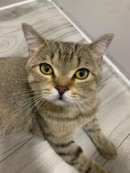 Lost Male Cat last seen Brooklyn borough park jumped out a window 15th ave & 42nd street, Brooklyn, NY 11219