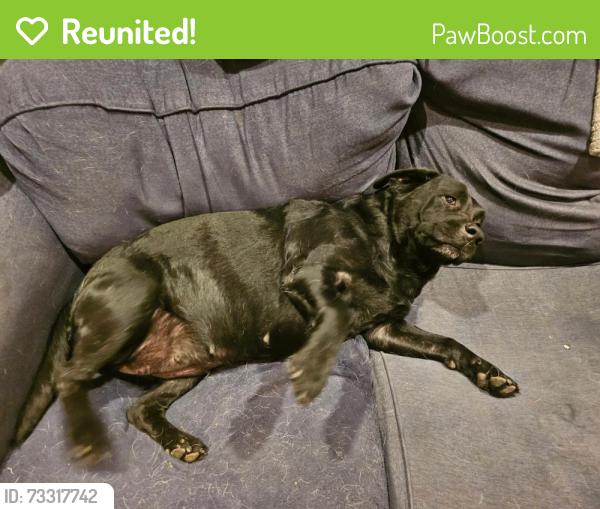 Reunited Female Dog last seen Near SE Camano DR, Camano, WA 98282