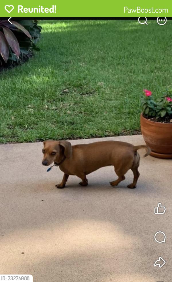 Reunited Female Dog last seen 11th and Zinnia, McAllen, TX 78504