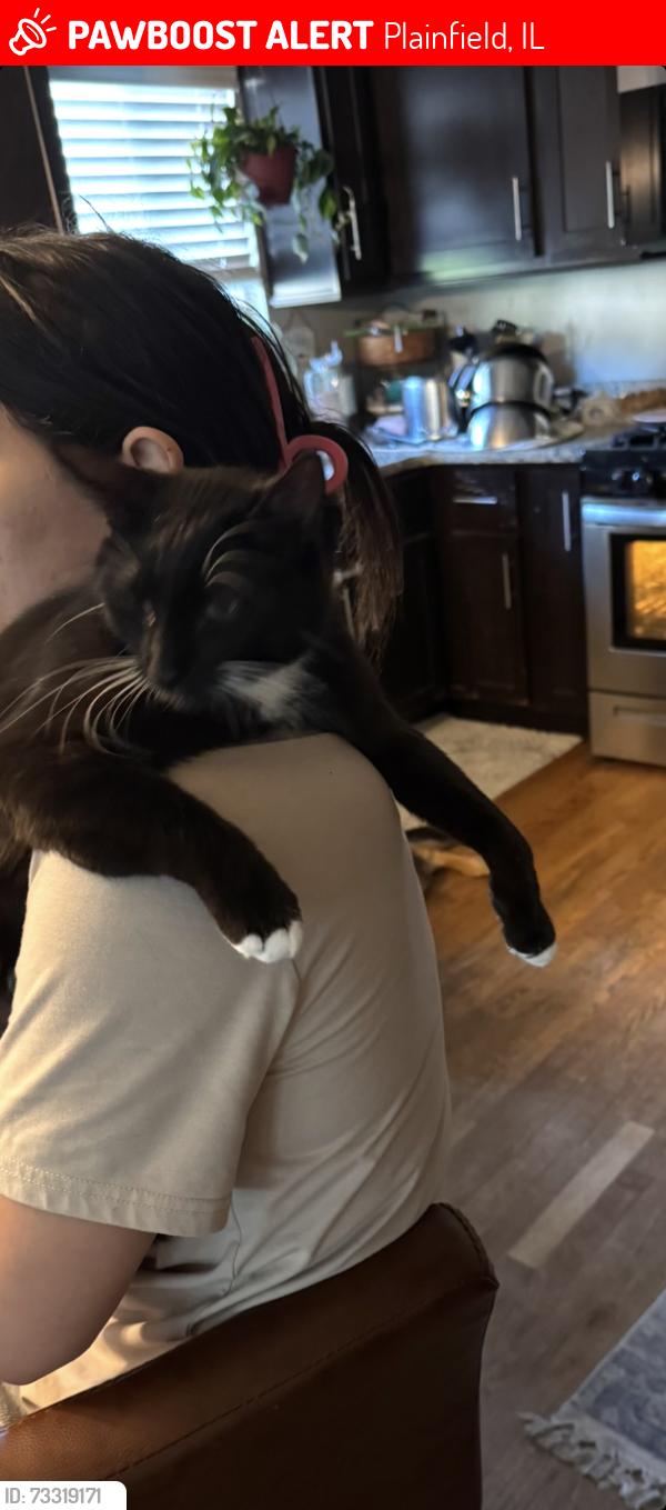 Lost Female Cat last seen Laguna Ct and Lakeridge, Plainfield, IL 60544