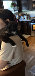 Lost Female Cat last seen Laguna Ct and Lakeridge, Plainfield, IL 60544
