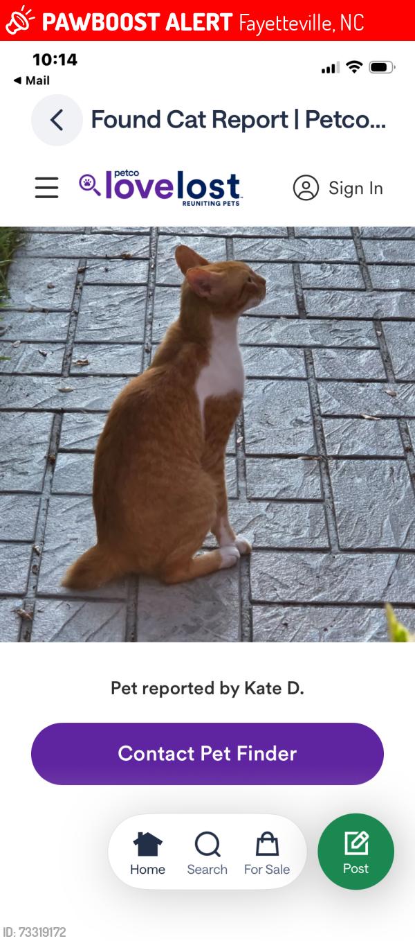 Lost Male Cat last seen Brewster dr, Fayetteville, NC 28303