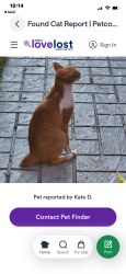 Lost Male Cat last seen Brewster dr, Fayetteville, NC 28303