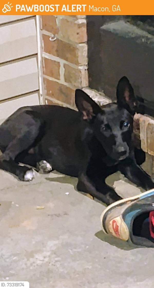 Found/Stray Unknown Dog last seen Sparks, Macon, GA 31204