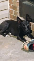 Found/Stray Unknown Dog last seen Sparks, Macon, GA 31204