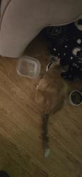 Reunited Male Cat last seen Farm and fleet, kohls, Willowbrooke apmts, Woodstock, IL 60098