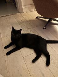 Reunited Male Cat last seen Whinbush Road near Club 85 Hitchin, Hertfordshire, England 