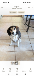Reunited Male Dog last seen Santa Barbara and SE 8th St, Cape Coral, FL 33990