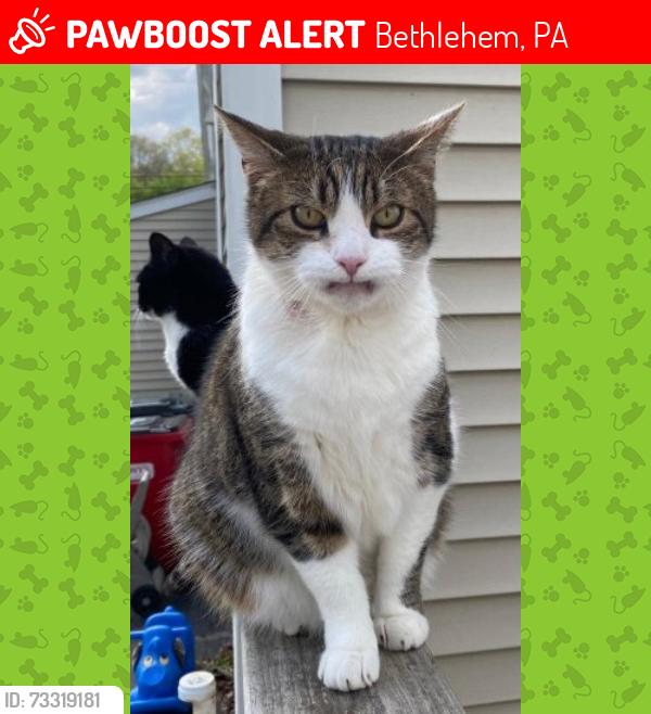 Lost Male Cat last seen Mechanic St Bethlehem PA, Bethlehem, PA 18015