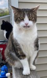 Lost Male Cat last seen Mechanic St Bethlehem PA, Bethlehem, PA 18015