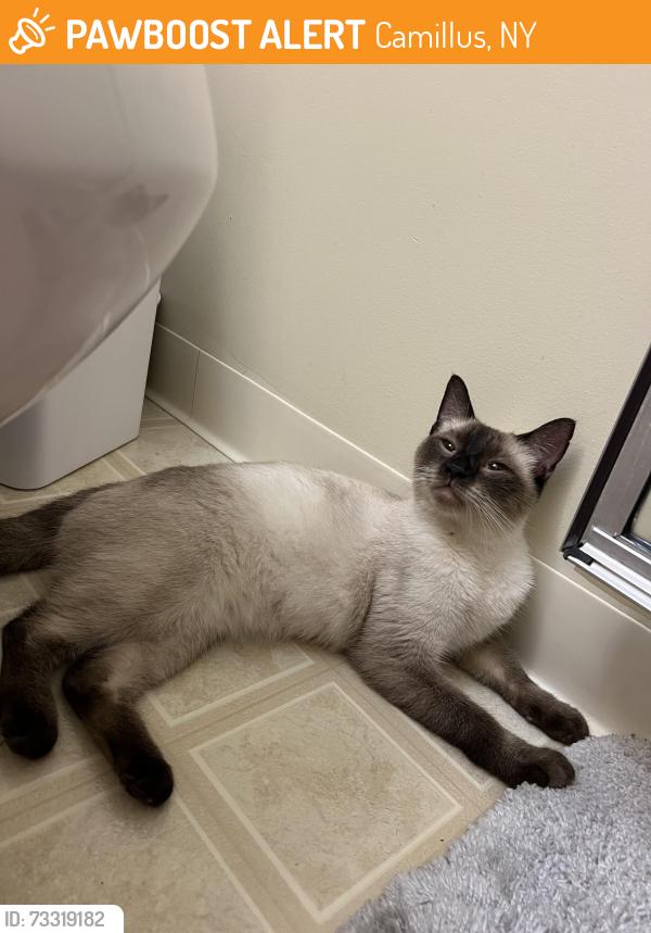Found/Stray Unknown Cat last seen Chicopee mews apmts, Camillus, NY 13031