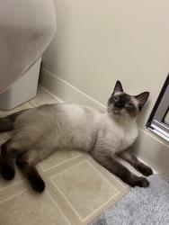 Found/Stray Unknown Cat last seen Chicopee mews apmts, Camillus, NY 13031