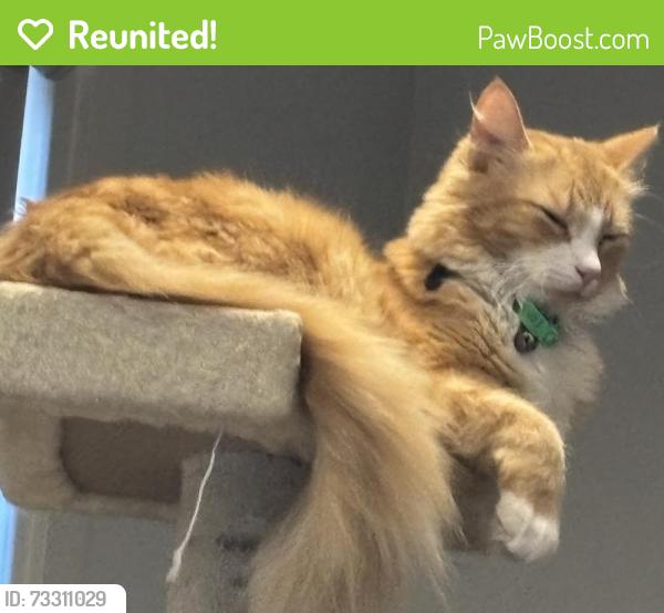 Reunited Male Cat last seen Murphy Grove and Sylvester Grove, Preston, VIC 3072