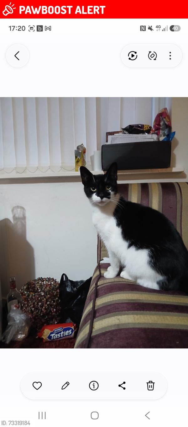 Lost Male Cat last seen Ashwood Road en6, Hertfordshire, England EN6 2QD