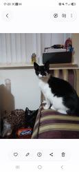 Lost Male Cat last seen Ashwood Road en6, Hertfordshire, England EN6 2QD