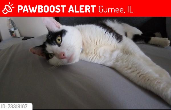 Lost Male Cat last seen Great wold lodge, Gurnee, IL 60031
