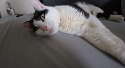 Lost Male Cat last seen Great wold lodge, Gurnee, IL 60031