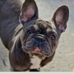 Reunited Female Dog last seen Backyard, Hickory, NC 28602