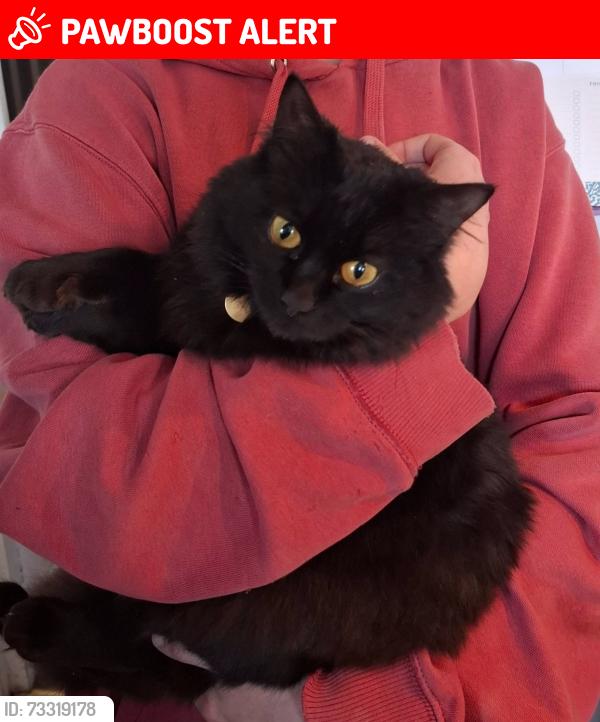Lost Female Cat last seen Furzefield, Potters Bar, England 
