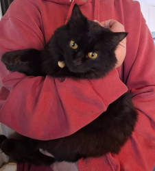 Lost Female Cat last seen Furzefield, Potters Bar, England 