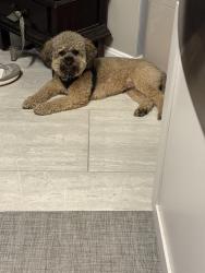 Found/Stray Male Dog last seen Brinkley and Glen Oak Drive, Camp Springs, MD 20748