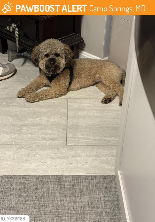 Found/Stray Male Dog last seen Brinkley and Glen Oak Drive, Camp Springs, MD 20748