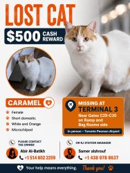 Lost Female Cat last seen Toronto person airport terminal 3 gate 29-30, Mississauga, ON 