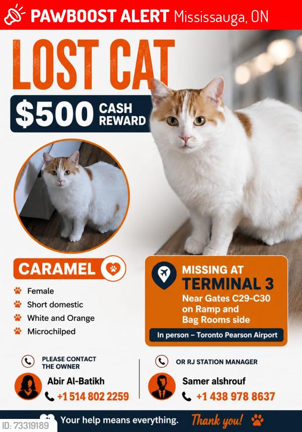 Lost Female Cat last seen Toronto person airport terminal 3 gate 29-30, Mississauga, ON 