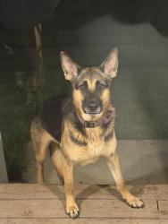 Found/Stray Unknown Dog last seen Highland and autumn woods blvd, Mount Holly, NC 28120