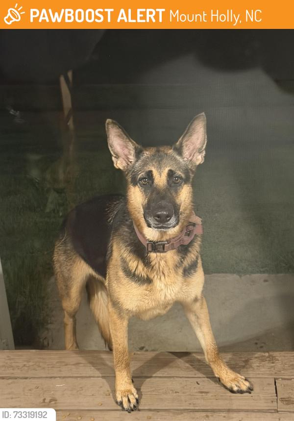 Found/Stray Unknown Dog last seen Highland and autumn woods blvd, Mount Holly, NC 28120