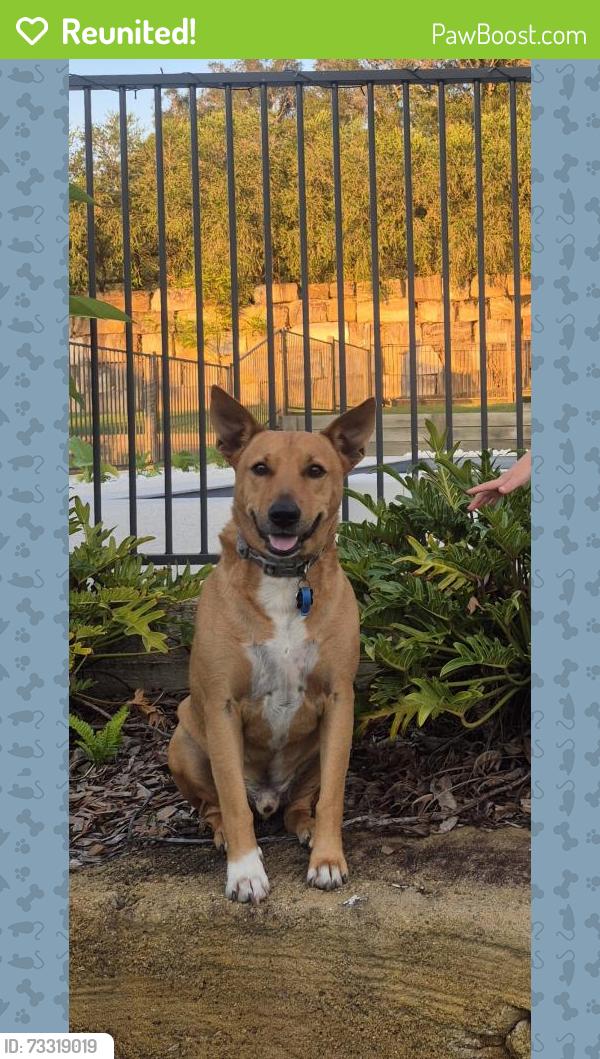 Reunited Male Dog last seen Hay Road and Dayboro Road, Dayboro, QLD 4521